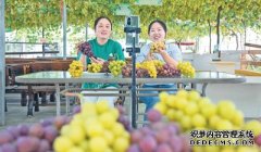 产业促增收直播促销售